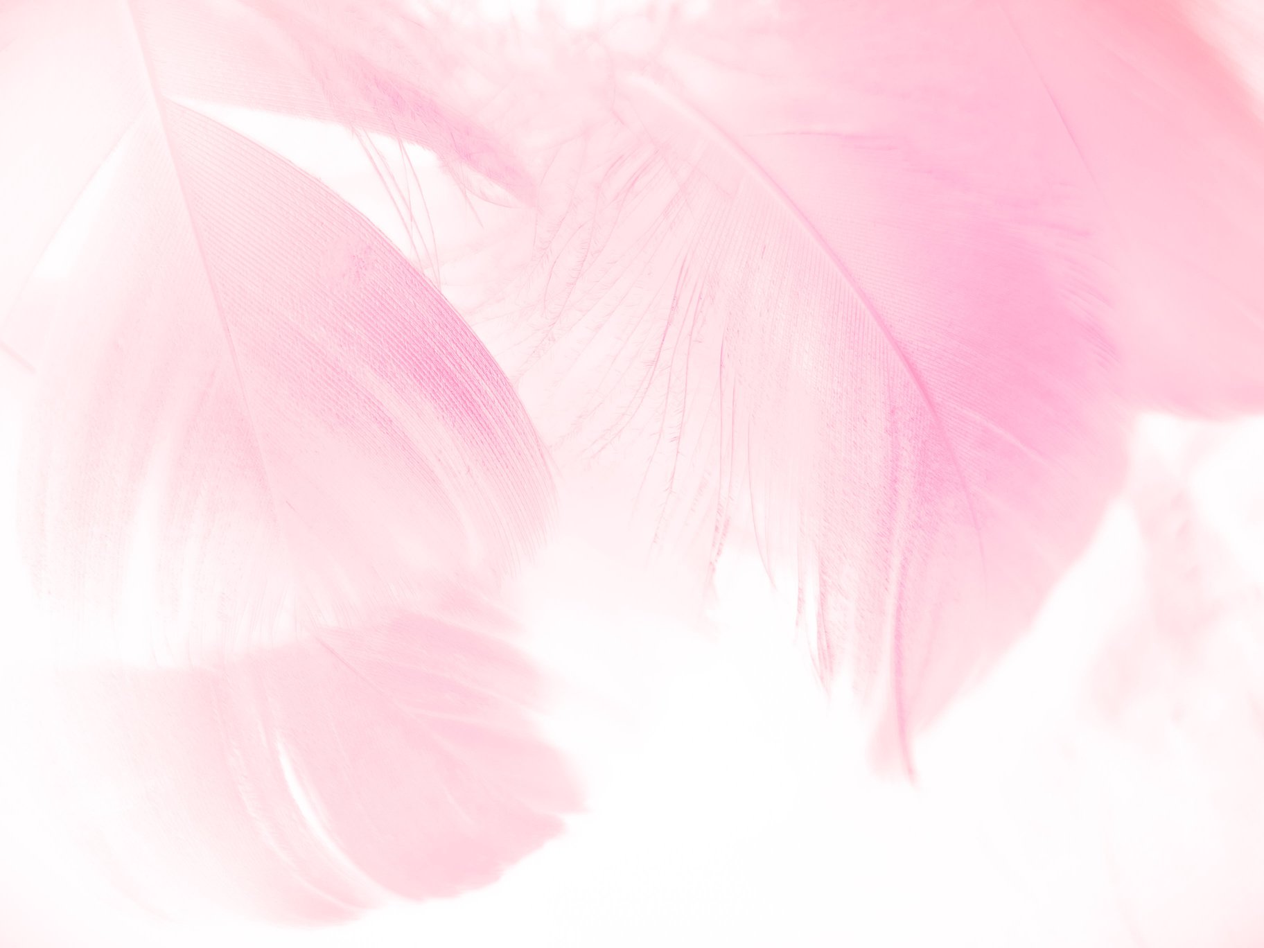 Beautiful abstract gray and pink feathers on white background, white feather frame texture on pink pattern and pink background, feather, pink banners